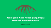 Akar Pohon