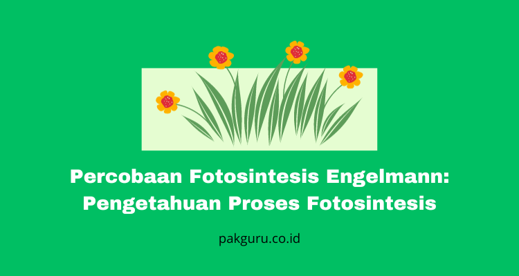 Fotosintesis Engelmann