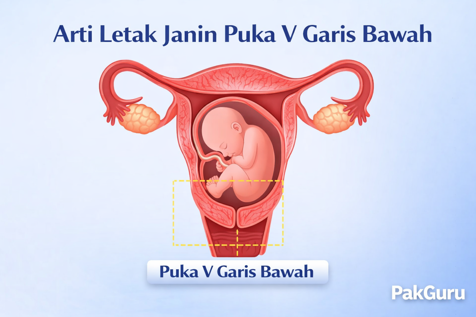 arti letak janin puka v garis bawah